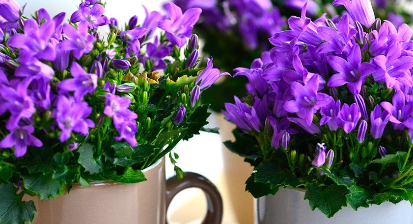 Campanule in vasetti