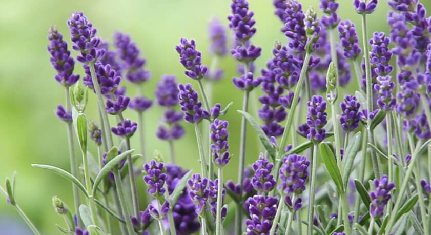 Lavanda fiori