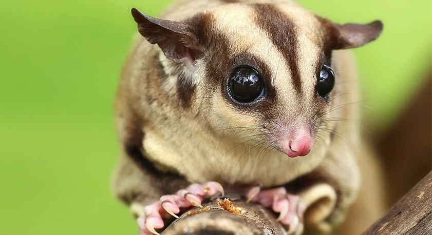 Petauro dello zucchero