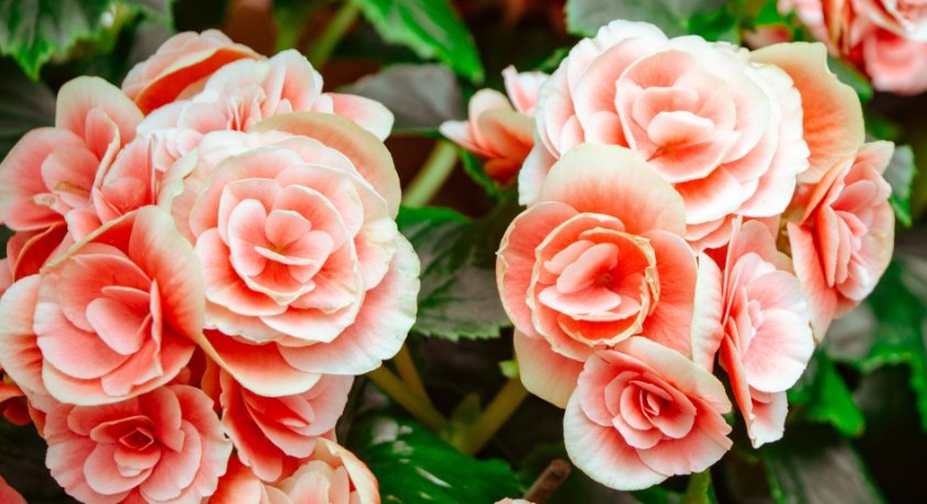 Begonia
