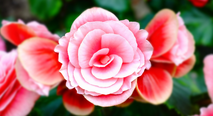 Begonia