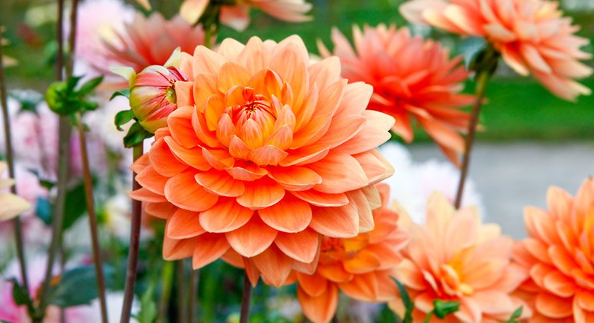 Fiori arancioni