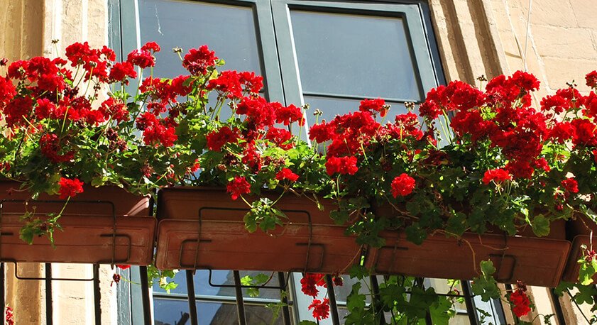 Balcone con gerani rossi