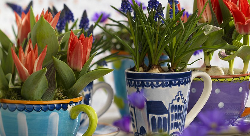 Bulbi piante in tazze di ceramica