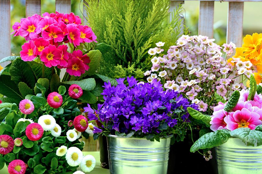 Fiori colorati in vasi di metallo