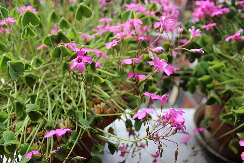 Pianta con fiorellini rosa