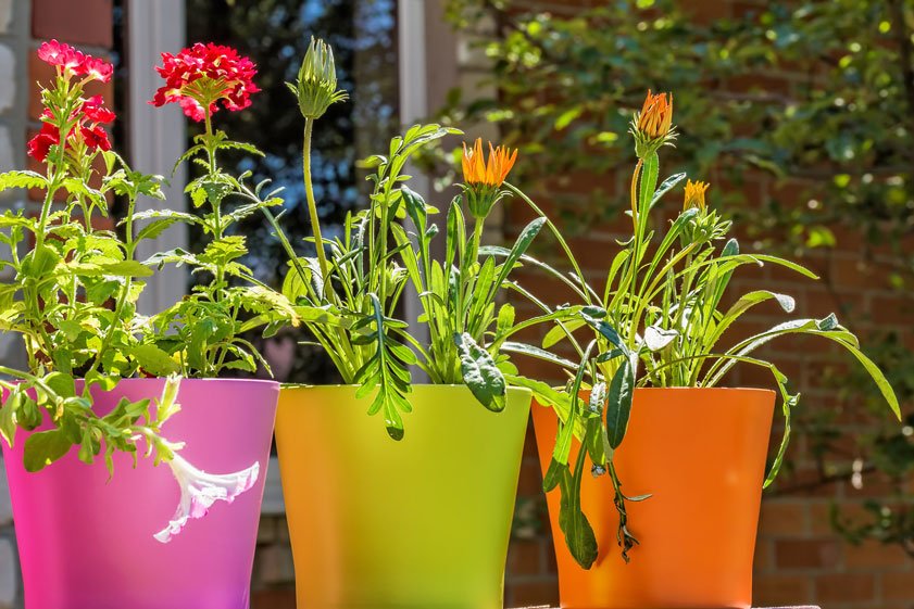 Fiori in vasi colorati