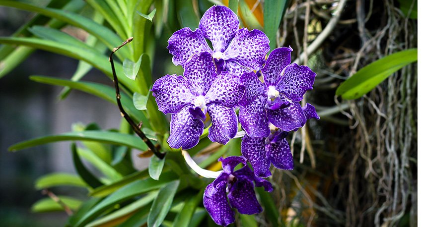 Orchidea Vanda viola