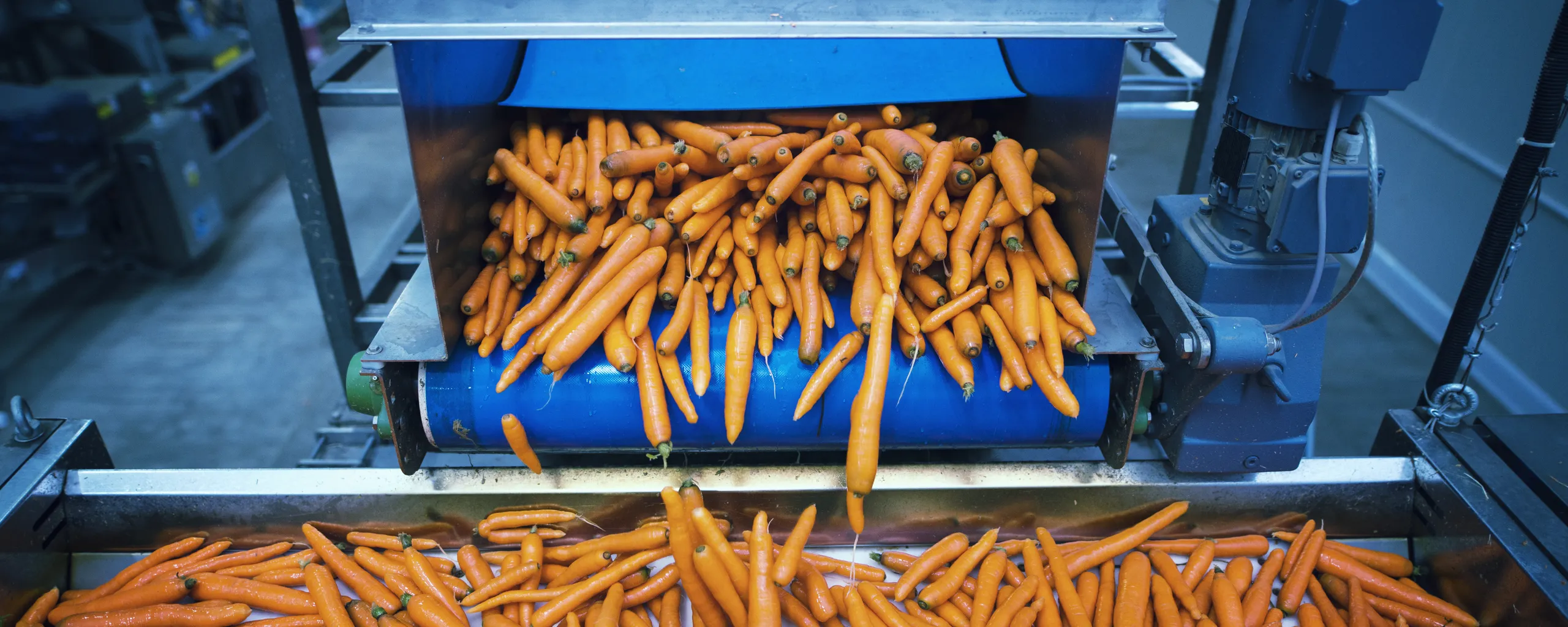 carrots-vegetables-being-washed-selected-by-industrial-machine