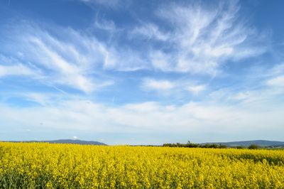 Scenic view of oilseed rape plants in a field against a blue sky