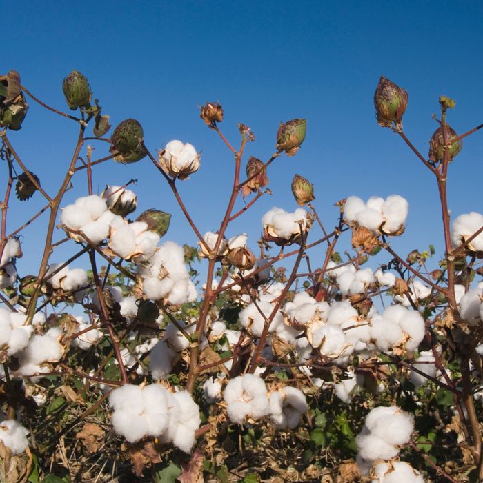 London Calling 2023: Exploring targeted genetic diversity in the core Indian cotton germplasm using Oxford Nanopore platforms