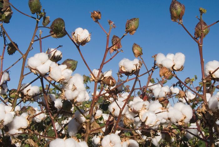 London Calling 2023: Exploring targeted genetic diversity in the core Indian cotton germplasm using Oxford Nanopore platforms