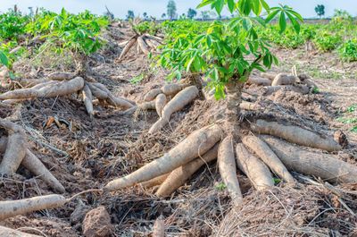 Cassava crops in field