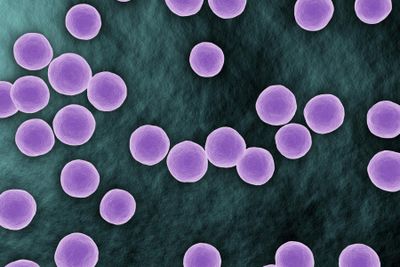 Accurate and reproducible whole-genome genotyping for bacterial genomic surveillance with nanopore sequencing data