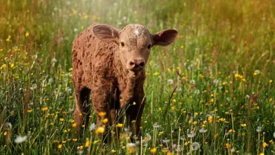 The MinION: Applications in Food safety (London Calling presentation)