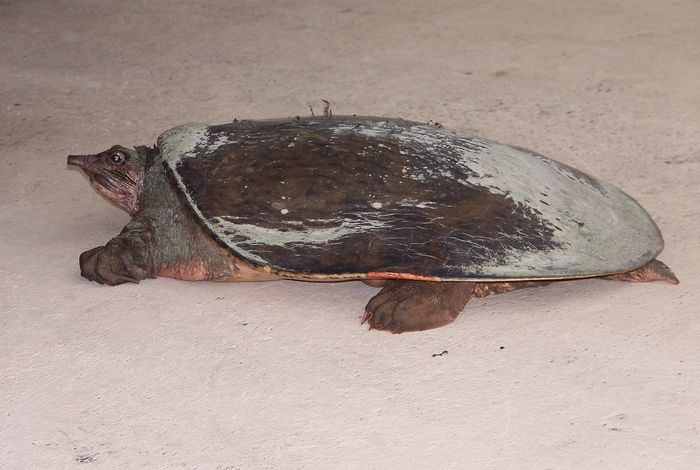 Direct full-length RNA sequencing reveals an important role of epigenetics during sexual reversal in Chinese soft-shelled turtle