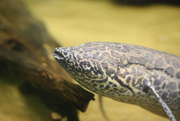 Giant lungfish genome elucidates the conquest of land by vertebrates
