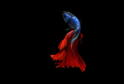 Siamese fighting fish