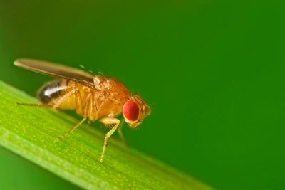 drosophila fly on leaf with green background