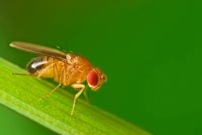 drosophila fly on green background