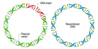 Circuit-seq: Circular reconstruction of cut in vitro transposed plasmids using Nanopore sequencing