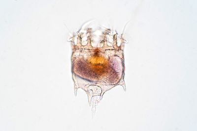 Rotifer