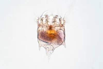 Rotifer