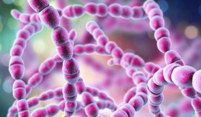 Extraction of high-molecular-weight DNA from *Streptococcus spp*. for nanopore sequencing in resource-limited settings