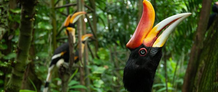 Secuenciación nanopore para estudios de conservación y biodiversidad en Latino América