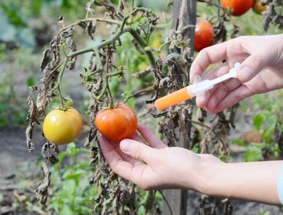 Tomato being injected