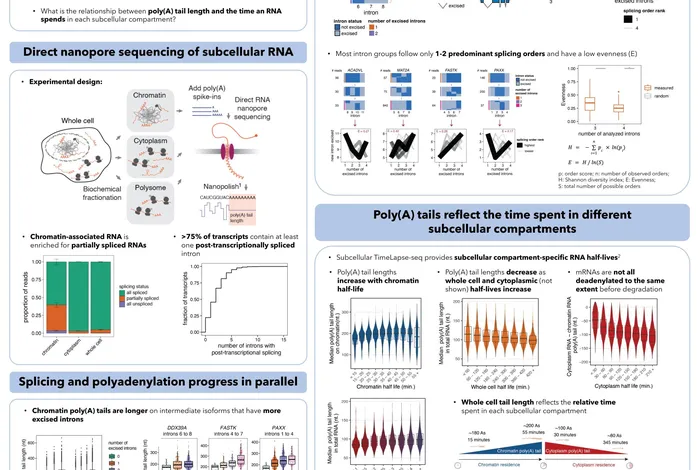 NCM 2022: Direct RNA sequencing reveals multi-intron splicing order and poly(A) tail lengths across subcellular compartments