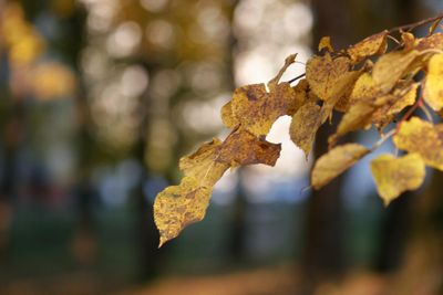 photograph of yellow diseased leaves on a tree