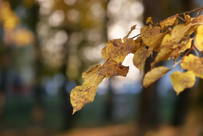 Species boundaries and molecular markers for classification among 16SrI phytoplasmas informed by genome analysis