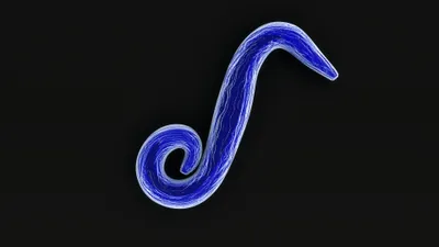 Plasmodium falciparum