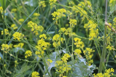 Brassica nigra