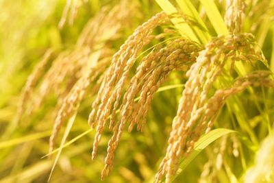 Nanopore sequencing technology: a new route for the fast detection of unauthorized GMO