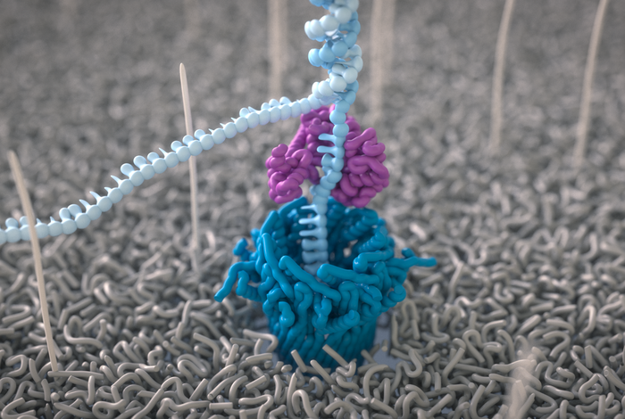 Use of Oxford Nanopore MinION to generate full-length sequences of the *Blastocystis* small subunit *(SSU)* rRNA gene