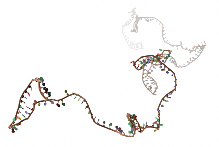 High-throughput targeted long-read single cell sequencing reveals the clonal and transcriptional landscape of lymphocytes