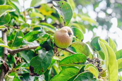 Pear tree diseases with fire blight