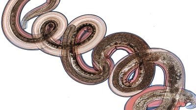 Annotated mitochondrial genome with Nanopore R9 signal for Nippostrongylus brasiliensis