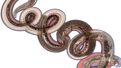 Annotated mitochondrial genome with Nanopore R9 signal for Nippostrongylus brasiliensis