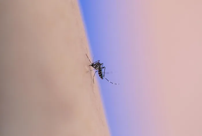 Uncovering transposable element variants and their potential adaptive impact in urban populations of the malaria vector *Anopheles coluzzii*