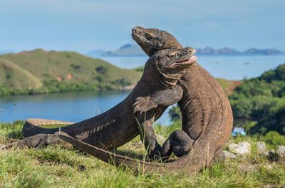 photo of two komodo dragons