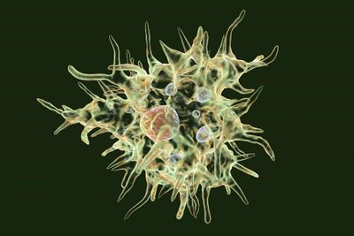 Acanthamoeba castellanii amoeba on black background