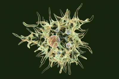 Acanthamoeba castellanii amoeba on black background
