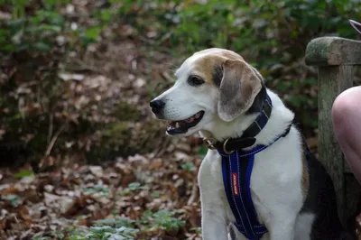 Using MinION to characterize dog skin microbiota through full-length 16S rRNA gene sequencing approach