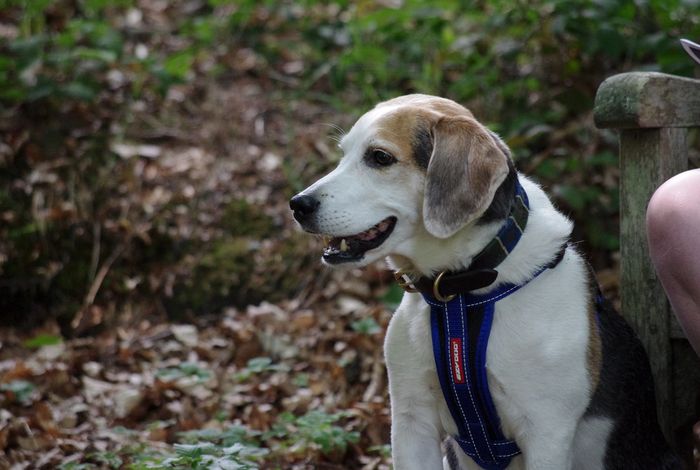 Using MinION to characterize dog skin microbiota through full-length 16S rRNA gene sequencing approach