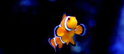 Clownfish