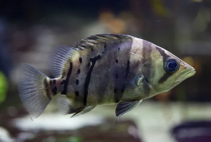 The genome of Mekong tiger perch (*Datnioides undecimradiatus*) provides insights into the phylogenetic position of Lobotiformes and biological conservation