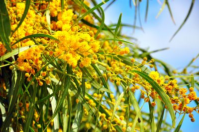Acacia pycnantha